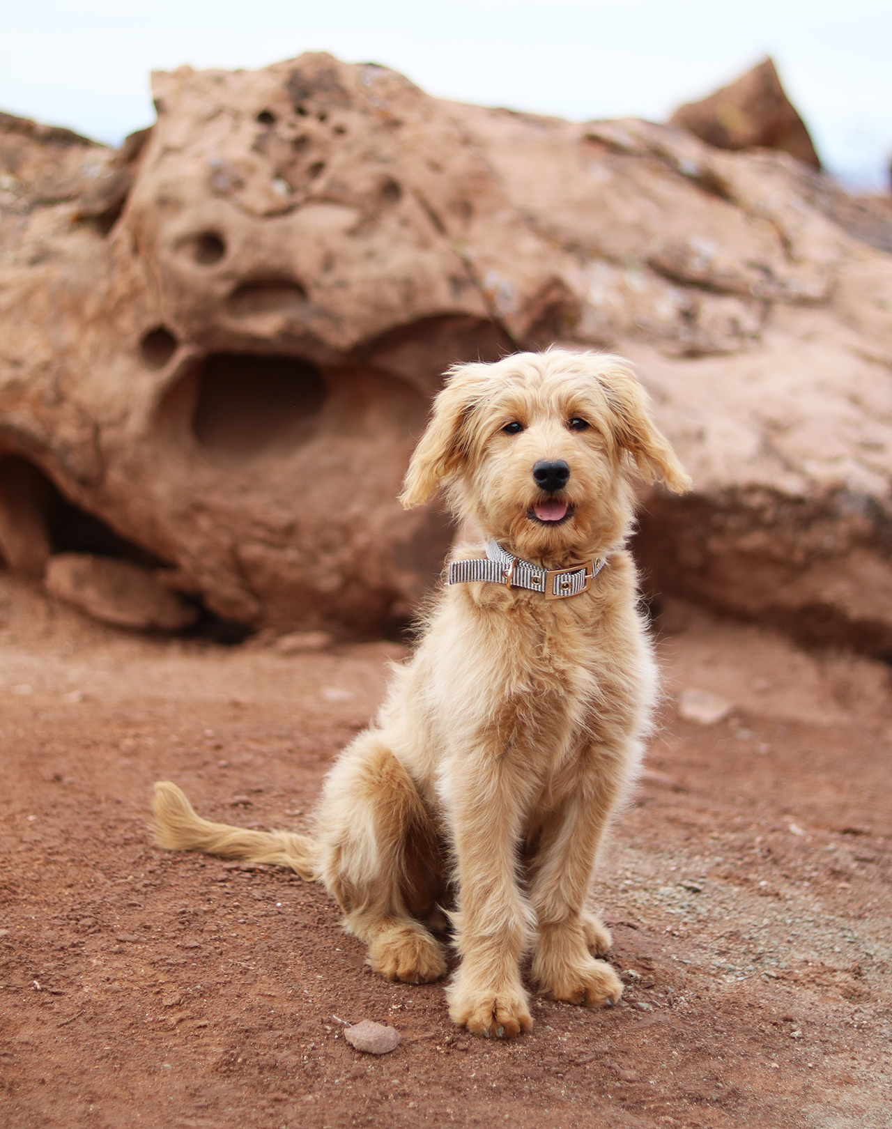 small goldendoodle