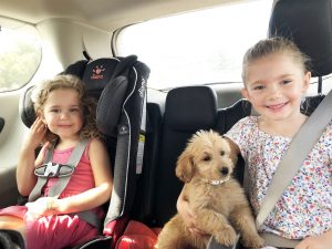 How we Trained our Mini-Goldendoodle - Life Sprinkled